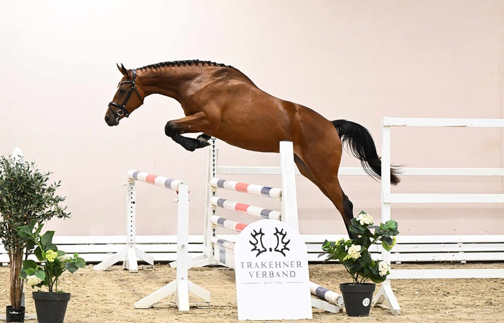 Buschtalente sichten und sichern - Trakehner Hengstmarkt