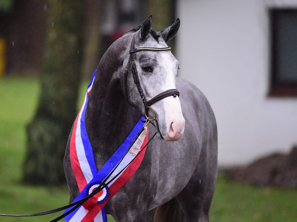 55. Holsteiner Körung und Elite-Reitpferdeauktion: Die Köraspiranten sind online