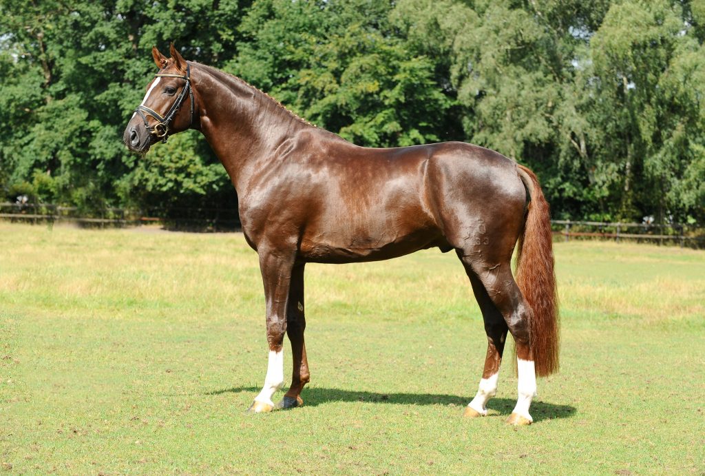 Starvererber FLORISCOUNT in Marbach im Deckeinsatz Vater des amtierenden Derbysiegers – und von über 500 Turnierpferden