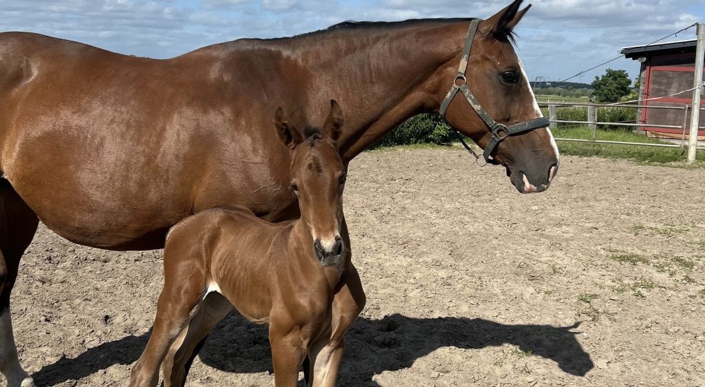 Amande de B'Neville ist zum zweiten Mal Mama geworden
